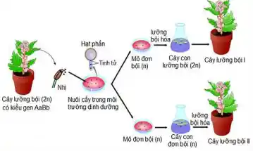 lưỡng
Hạt phần
bói hóa
is -Tính từ
bởi (n) lưỡng bội (2n)
Mô đơn Cây con Cây trong boi I
Nhi
Cây lưỡng bội (2n) Nuôi cấy trong môi
có kiểu gen AaBb trường đinh đường
lưỡng
bói hóa
Mô đơn bội (n)
đơn bời (n)
Cây lưỡng bội II
Cây con