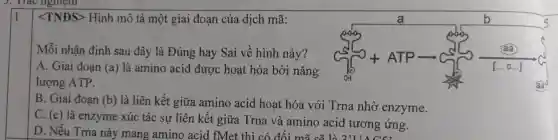 lt TNDSgt  Hình mô tả một giai đoạn của dịch mã:
Mỗi nhân định sau đây là Đúng hay Sai về hình này?
A. Giai đoan (a) là amino acid được hoạt hóa bởi nǎng
lượng ATP.
B. Giai đoạn (b)
là liên kết giữa amino acid hoat hóa với Trna nhờ enzyme.
C. (c)
là enzyme xúc tác sự liên kết giữa Trna và amino acid tương ứng.
D. Nếu Trna này mang amino acid fMet thì có đối m x sẽ là 2;