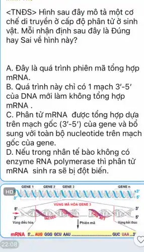 lt TNESgt  Hình sau đây mô tả một cơ
chể di truyền ở cấp độ phân tử ở sinh
vật. Mỗi nhân định sau đây là Đúng
hay Sai về hình này?
A. Đây là quá trình phiên mã tổng hợp
mRNA.
B. Quá trình này chỉ có 1 mach 3'-5'
của DNA mới làm không tổng hợp
mRNA .
C. Phân tử mRNA đước tổng hợp dựa
trên mạch gốc (3'-5') của gene và bổ
sung với toàn bộ nucleotide trên mạch
gốc của gene.
D. Nêu trong nhân tế bào không có
enzyme RNA polymerase thì phân tử
mRNA sinh ra sẽ bi đột biển.