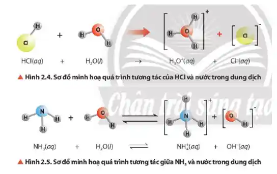 mathrm(HCl)(a q)+mathrm(H)_(2) mathrm(O)(l) 
 mathrm(H)_(3) mathrm(O)^+(a q) 
 mathrm(Cl)^-(a q) 
A Hinh 2.4. Sơ đó minh hoạ quá trình tương tác của mathrm(HCl) và nước trong dung dịch
 mathrm(NH)_(3)(a q)+mathrm(H)_(2) mathrm(O)(l) leftharpoons mathrm(NH)_(4)^+(a q)+mathrm(OH)^-(a q) 
A Hinh 2.5. Sơ đó minh hoạ quá trình tương tác giữa mathrm(NH)_(2) và nước trong dung dịch