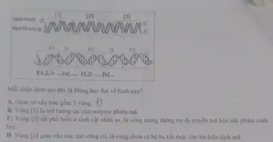 Mỗi nhận định sau đây là Đúng hay Sai về hình này?
A. Gene có cấu trúc gồm 3 vùng. (f)
B. Vùng [1] là nơi tương tác của enzyme phiên mã.
C. Vùng [2] rất phổ biến ở sinh vật nhân sơ, là vùng mang thông tin di truyền mã hóa sàn phẩm sinh hoc.
D. Vùng [3] gene cấu trúc nào cũng có, là vùng chứa cà bộ ba kết thúc cho tín hiệu dịch mã.