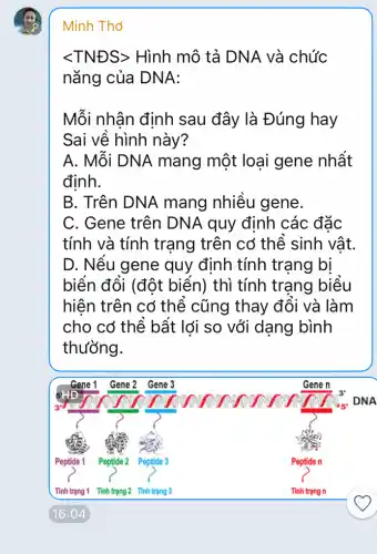 Minh Thớ
Mỗi nhân định sau đây là Đúng hay
Sai về hình này ?
A. Mỗi DNA mang một loại gene nhất
định.
B. Trên DNA mang nhiều gene.
C. Gene trên DNA quy định các đặc
tính và tính trạng trên có thể sinh vật.
D. Nếu gene quy định tính trạng bị
biển đổi (đột biển) thì tính trạng biểu
hiện trên cơ thể cũng thay đổi và làm
cho cơ thể bất lợi so với dạng bình
thường.