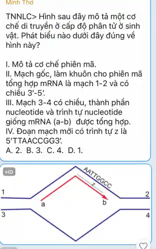 Minh Thở
TNNLC> Hình sau đây mô tả một có
chế di truyền ở cấp độ phân tử ở sinh
vât. Phát biểu nào dưới đây đúng về
hình này?
I. Mô tả có chế phiên mã.
II. Mạch gốc , làm khuôn cho phiên mã
tổng hợp mRNA là mach 1-2 và có
chiều 3'-5'
III. Mach 3-4 có chiều, thành phần
nucleotide và trình tự nucleotide
giống mRNA (a-b) được tổng hợp.
IV. Đoan mạch mới có trình tư z là
5'TTAACCGG3'.
A. 2. B. 3 . C. 4. D. 1.
HD