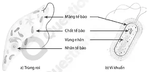 Màng tế bào
Chất tế bào
Vùng nhân
Nhân tế bảo