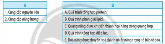 multicolumn(1)(|c|)( A ) 
 1. Cung cấp nguyên liệu 
 2. Cung cấp năng lượng 


A. Quá trình tổng hợp protein.
B. Quá trình phân giải lipid.
C. Quang năng được chuyển thành hoá năng trong quang hợp.
D. Quá trình tổng hợp diệp lục.
E. Hoá năng được chuyển hoá thành nhiệt năng trong hô hấp tế bào.