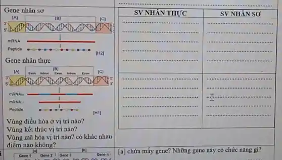 multirow(2)(*){
a hòa ở vị trí nào? 
thúc vị trí nào? 
hóa vị trí nào? có khác nhau 
không?
 & & 
 & [a] chứa mấy gene? Những gene này có chức nãng gì? & 
 Gene 2 & Gene 3 & [a] chứa mấy gene? Những gene này có chức nãng gì?