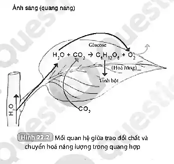 Ánh sáng (quang nǎng)
(Einh222) Mối quan hệ giữa trao đổi chất và
chuyến hoả náng lượng trong quang hợp