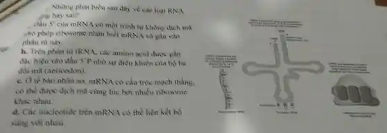 Những phat biểu sau đây về các loại RNA
ang hay sai?
. Bầu 5' của mRNA có một trình tự không dịch mã
cho phép ribosome nhận biết mRNA và gắn vào
phàn từ này.
b. Trên phân từ tRNA, các amino acid được gắn
đặc hiệu vào đầu 5'p nhờ sự điều khiển của bộ ba
đối mà (anticodon).
c. Ô tế bào nhân sơ., mRNA có cẩu trúc mạch thẳng,
cỏ thể được dịch mã cùng lúc bởi nhiều ribosome
khác nhau.
d. Các nucleotide trèn mRNA có thể liền kết bổ
sung với nhau.