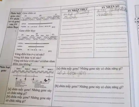 Phân biệt Gene nhân sơ
gene của (A)	(6)
[C]
SV nhân
5 happy
SO^ast  và gene
của SV MRNA
nhân thực Peptide	[H2]
Gene nhân thực
[A] Exon intron	Eron
[C] [B]
3	5
3
mRNAsx
mRNAr
Peptide
[H1]
Vùng điều hòa ở vị trí nào?
Vùng kết thúc vị trí nào?
Vùng mã hóa vị trí nào? có khác nhau
điểm nào không?
hân loai
Gene 1 Gene 2 Gene 3	Gene n
[b]
gene
III
IIII
[a] chứa mấy gene ? Những gene này
tet bik
có chức nǎng gì?
[b] chứa mấy gene ? Những gene này
có chức nǎng gì?
sv NHẬN S
[a] chứa mấy gene ? Những gene này có chức nǎng gì?
__
[b] chứa mấy gene?Những gene này có chức nǎng gì?
__
.................................