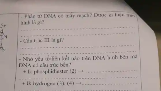 - Phân tử DNA có mấy mạch?Được kí hiệu trên
__
hình là gì?
......................................................................
__
- Cấu trúc III là gì?
- Nhờ yếu tố/liên kết nào trên DNA hình bên mà
DNA có câu trúc bền?
+1k phosphidiester (2) ) - __ ....................
+1k hydrogen (3),(4) - __