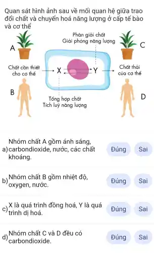 Quan sát hình ảnh sau về mối quan hệ giữa trao
đổi chất và chuyển hoá nǎng lượng ở cấp tế bào
và cơ thể
Nhóm chất A gồm ánh sáng,
a ) carbondioxide , nước , các chất
khoáng.
Nhóm chất B gồm nhiệt độ,
oxygen , nước.
c) ,X là quá trình đồng hoá . Y là 1 quá . Đúng ) Sai
trình di hoá.
d)Nhóm chất C và D đều có
carbondioxide.