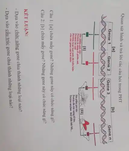 Quan sát hình và trả lời các câu hỏi trong PHT
[a]
[b]
Genen
Genen
[I]
Sân phím gen này:
Protein là nhân tố phiên mã,
Protein ức chố
Protein hoạt hoá múc độ biểu hiện
cùa các gene mã hoá khác
Sân phẩm gen này:
Protein clu trúc màng tế bào,
Enzyme amylase thuỷ phân tinh bột,...
Câu 1: [a] chứa mấy gene? Những gene này có chức năng gì?
Câu 2: [b] chứa mấy gene? Những gene này có chức năng gì?
KÊT LUẬN:
- Dựa vào chức năng gene chia thành những loại nào?
- Dựa vào cấu trúc gene chia thành những loại nào?