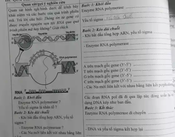 Quan sát/gợi ý nghiên cứu
Quan sát hình sgk/hình dưới để trình bày
khái niệm và các bước của quá trình phiên
mã. Trả lời câu hỏi: Thông tin từ gene có
được truyên nguyên vẹn tới RNA qua quá
trình phiên mã hay không? Giải thích.
Bước 1: Khởi đầu
Enzyme RNA polymerase?
Yếu tố sigma là nhân tố ?
Bước 2: Kéo dài chuôi
- Khi bắt đầu tổng hợp ARN, yếu tố
sigma?
- Enzyme RNA polymerase ?
- Các Nu mới liên kết với nhau bằng liên
. Le
Bước 1: Khởi đầu
Enzyme RNA polymerase __
......................................................................
Yếu tố sigma ........dai Chuin	.
__
countries ing
...................................................................... C
Bước 2: Kéo dài chuỗi
__
- Khi bắt đầu tổng hợp ARN, yếu tố sigma __
......................................................................
__
hứ
........
ǎng
................continuous
J
A trên mạch gốc gene (3'-5') __
T trên mạch gốc gene (3'-5') __ -iê
G trên mạch gốc gene (3'-5') __
C trên mạch gốc gene (3'-5') __
- Các Nu mới liên kết với nhau bằng liên kết potphodies;;
__
Các đoạn RNA pol đã đi qua lập tức đóng xoǎn lai tri
dạng DNA kép như ban đầu.
Bước 3: Kết thúc
Enzyme RNA polymerase di chuyển
__ ...........
__
__
I - DNA và yếu tố sigma kết hợp lại