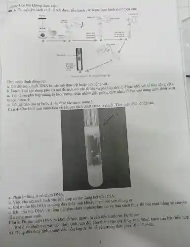 sước 4 có thể không thực hiện.
âu 3. Thi nghiệm tách chiết DNA được tiến hành các bước theo hình minh họa sau:
Tìm nhận định đúng/sai:
a. Có thể tách chiết DNA từ các mô thực vật hoặc mô động vật.
b. Bước 1 có tác dụng phá vỡ mô để tách rời các tế bào và phá hủy thành tế bào (đối với tế bào động vật).
C. Tác dụng phá hủy màng tế bào màng nhân nhằm giải phóng dịch nhân tế bào vào dung dịch chiết xuất
thuộc bước 4.
d. Có thể đảo thứ tự bước 4 lên thao tác trước bước 3.
Câu 4. Cho hình sau minh họa vê kết quả tách chiết DNA ở chuối. Tìm nhận định đúng/sai:
a. Phần lơ lừng A có chứa DNA.
b. Việc cho ethanol lạnh vào hỗn hợp có tác dụng kết tủa DNA.
C. Khi muốn lấy DNA ta dùng đũa thủy tinh khuẩy mạnh rồi vớt chúng ra.
d. Khi cho búi DNA vào ống nghiệm chứa diphenylamine và đun cách thủy thì búi màu trắng sẽ chuyển
dần sang màu xanh.
Câu 5. Để tác chiết DNA ra khỏi tế bảo, người ta cần tiến hành các bước sau:
(1) Rót dịch chiết mô vào cốc thủy tinh, sao đó, cho thêm vào cốc thủy tinh 30ml nước rừa bát (hỗn hợp
phút.
A). Dùng đũa thủy tinh khuấy đều hỗn hợp A rồi để yên trong thời gian
10-15