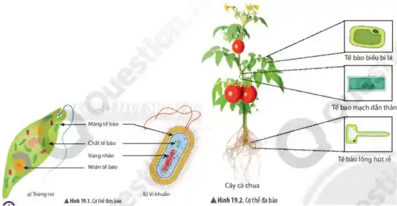Tế bào biểu bì lá
Tế bào mạch dẫn thân
Màng tế bào
Chất tế bào
Vùng nhân
Tế bào lông hút rễ
Nhân tế bào
Cây cà chua
a) Trùng roi	b) Vi khuấn
A.Hình 19.1. Cơ thế đơn bảo	A Hình 19.2. Cơ thể đa bào