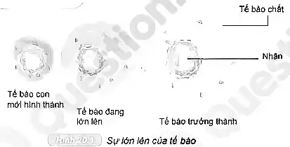 Tế bào chắt
a __
Nhân
1.	is
i
Té bào con	r.
mới hình thành
Té bào đang
lớn lèn	Tế bào trưởng thành
hundreds Sự lớn lên của tế bảo