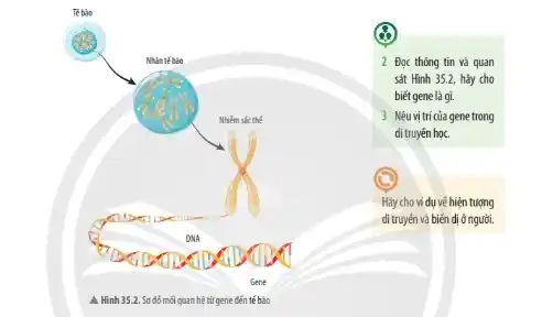 Té bào
2 Đọc thông tin và quan sát Hinh 35.2, hăy cho biết gene là gi.
3 Nêu vị trí của gene trong di truyén học.
Hăy cho ví dụ vế hiện tượng di truyén và biến dị ở người.
A Hinh 35.2. Sơ đó mối quan hệ từ gene đến tế bào