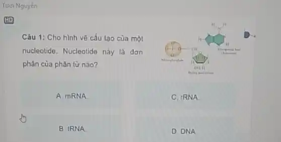 Tươi Nguyén
Câu 1: Cho hình vẽ cấu tạo của một
nucleotide. Nucleotide này là dơn
phân của phân từ nào?
A. mRNA
C. IRNA
B. IRNA
D. DNA