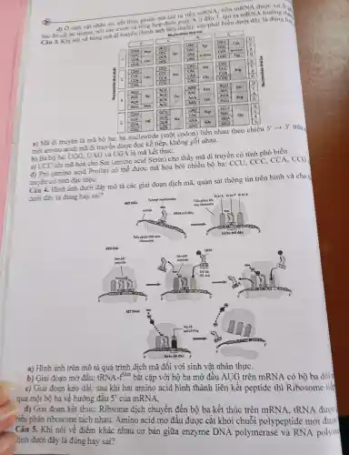 tiền mRNA tiền mRNA được xử lí và
d) Ở sinh vật nhân sơ kết thúc phiên mã tạo nolv A ở đầu 3, tạo ra mRNA truong than
sau đó cắt bỏ intron, nối các exon và tổng hợp đuôi dưới), các phát biểu dưới
Nucleotide thirteel
2) Ma di truyền là mã bộ ba:ba nucleotide (một codon)liền nhau theo chiều 5'­­­­→ 3' trên
mot amino acid; mà đi truyền được đọc kế tiếp.không gối nhau.
b) Ba bộ ba: UGG.
. UAG và UGA là mã kết thúC.
c) UCU chi mã hóa cho Ser (amino acid Serin)cho thấy mã di truyền có tỉnh phổ biến.
d) Pro (amino acid Prolin) có thể được mã hóa bởi nhiều bộ ba:CCU ccc CCA.
CCG
truyền có tính đặc hiệu.
Câu 4.Hình ảnh dưới đây mô tà các giai đoạn dịch mã.quan sát thông tin trên hình và cho b
dưới đây là đúng hay sai?
a) Hinh ảnh trên mô tả quá trình dịch mã đối với sinh vật nhân thựC.
b) Giai đoạn mở đâu:tRNA-fMet bǎt cặp với bộ ba mở đâu AUG trên mRNA có bộ ba đối m
c) Giai đoạn kéo dài: sau khi hai amino acid hình thành liên kết peptide thì Ribosome tiếp
qua một bộ ba về hướng đầu 5' của mRNA.
d) Giai đoạn kết thúc:Ribsome dịch chuyển đến bộ ba kết thúc trên mRNA . tRNA được
tiểu phần ribosome tách nhau .Amino acid mở đầu được cǎt khỏi chuỗi polypeptide mới được
Câu 5.Khi nói về điểm khác nhau cơ bản giữa enzyme DNA polymerase và RNA polyme
Yinh dưới đây là đúng hay sai?