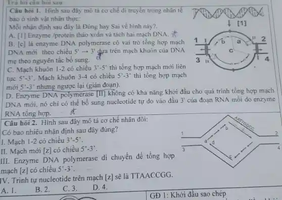 Trả lời câu hỏi sau
Câu hỏi 1. Hình sau đây mô tả cơ chế di truyền trong nhân tế
bào ở sinh vật nhân thực:
Mỗi nhận định sau đây là Đúng hay Sai về hình này?.
A. [1] Enzyme /protein tháo xoǎn và tách hai mạch DNA .it
B. [c] là enzyme DNA polymerase có vai trò tổng hợp mach
DNA mới theo chiêu 5'arrow 3' dựa trên mạch khuôn của DNA
mẹ theo nguyên tắc bô sung.
ex
C. Mạch khuôn 1-2 có chiều 3'-5' thì tổng hợp mạch mới liên
tục 5'-3' Mạch khuôn 3-4 có chiều 5'-3' thì tổng hợp mạch
mới 5'-3' nhưng ngược lại (gián đoạn).
D. Enzyme DNA polymerase [II] không có khả nǎng khởi đầu cho quá trình tổng hợp mạch
DNA mới, nó chỉ có thể bố sung nucleotide tự do vào đầu 3' của đoạn RNA mỗi do enzyme
RNA tổng hợp.
Câu hỏi 2. Hình sau đây mô tả cơ chế nhân đôi:
Có bao nhiêu nhận định sau đây đúng?
I. Mạch 1-2 có chiều 3'-5'
II. Mach mới [z] có chiêu 5'-3'
III. Enzyme DNA polymerase di chuyển để tổng hợp
mạch [z] có chiều 5'-3
IV. Trình tự nucleotide trên mạch [z]
sẽ là TTAACCGG.
A. 1.
B. 2.
C. 3.
D. 4.
GĐ 1: Khởi đầu sao chép