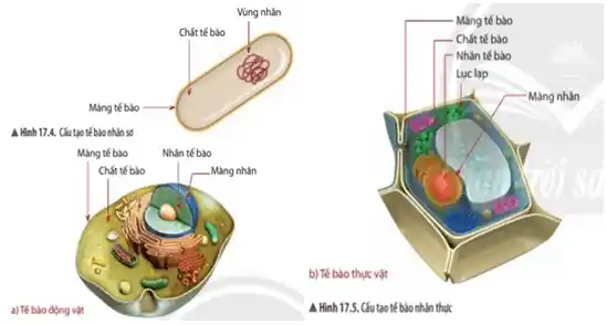 Vùng nhân
. Mảng tế bào
Chất tế bào
Chất tế bào
)
: Nhân tế bào
Luc lap
-Màng nhân
Màng tế bào
A.Hình 17.A. Câu tạo tế bào nhân sẽ
Mang tế bào	Nhân tế bào
Chất tế bào	- Mảng nhân
b) Tế bào thực vật
a) Tế bào động vật	A Hình 17.5. Câu tạo tế bào nhân thực