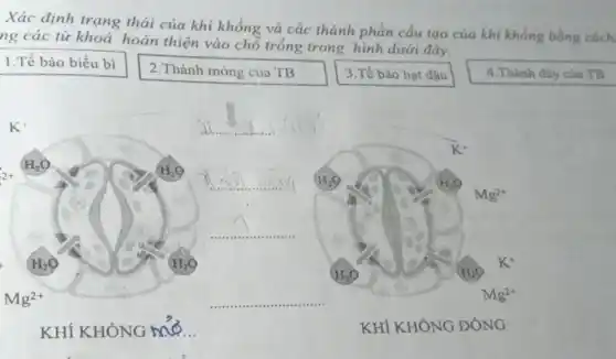 Xác định trạng thái của khi khổng và các thành phần cầu tạo của khí không bằng cách:
ng các từ khoả hoàn thiện vào chỗ trống trong hình dưới đây.
1.Tế bào biểu bì
2.Thành mỏng của TB
3.Tế bào hạt đậu
4.Thành dày của TB
__
__
__
__