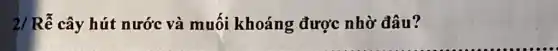 2/ Rễ cây hút nước và muối khoáng được nhờ đâu?