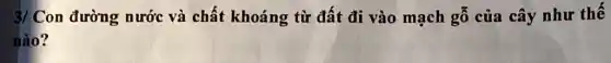 3/ Con đường nước và chất khoáng từ đất đi vào mạch gỗ của cây như thế
nào?