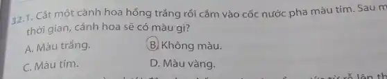 32.1. Cắt một cành hoa hồng trắng rồi cắm vào cốc nước pha màu tím. Sau m
thời gian, cánh hoa sẽ có màu gì?
A. Màu trắng.
B. Không màu.
C. Màu tím.
D. Màu vàng.