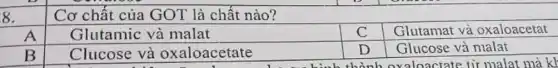 8.
Cơ chất của GOT là chất nào?
A
Glutamic và malat
Glutamat và oxaloacetat
B
Clucose và oxaloacetate
Glucose và malat
aloactate từ malat mà kh