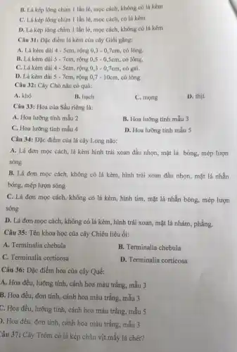 B. Lá kép lông chim 1 lần lẻ , mọc cách, không có lá kèm
C. Lá kép lông chim 1 lần lẻ mọc cách, có lá kèm
D. Lá kép lông chim 1 lần lẻ , mọc cách, không có lá kèm
Câu 31: Đặc điểm lá kèm của cây Giối gǎng:
A. Lá kèm dài 4-5cm , rộng 0,3-0,7cm , có lông.
B. Lá kèm dài 5-7cm rộng 0,5 - 0 ,5cm, có lông.
C. Lá kèm dài 4-5cm rộng 0,3-0,7cm có gai.
D. Lá kèm dài 5-7cm rộng 0,7-10cm , có lông.
Câu 32: Cây Chò nâu có quả:
A. khô
B. hạch
C. mong
D. thit
Câu 33: Hoa của Sầu riêng là:
A. Hoa lưỡng tính mẫu 2
B. Hoa lưỡng tính mẫu 3
C. Hoa lưỡng tính mẫu 4
D. Hoa lưỡng tính mẫu 5
Câu 34: Đặc điểm của lá cây Long não:
A. Lá đơn mọc cách, lá kèm hình trái xoan đầu nhọn , mặt lá bóng, mép lượn
sóng
B. Lá đơn mọc cách, không có lá kèm, hình trái xoan đầu nhọn, mặt lá nhǎn
bóng, mép lượn sóng
C. Lá đơn mọc cách, không có lá kèm, hình tim, mặt lá nhẵn bóng, mép lượn
sóng
D. Lá đơn mọc cách, không có lá kèm, hình trái xoan , mặt lá nhám, phẳng.
Câu 35: Tên khoa học của cây Chiêu liêu ổi:
A. Terminalia chebula
B. Terminalia chebula
C. Terminalia corticosa
D. Terminalia corticosa
Câu 36: Đặc điểm hoa của cây Quế:
A. Hoa đều, lưỡng tính, cánh hoa màu trắng, mẫu 3
B. Hoa đều, đơn tính, cánh hoa màu trắng, mẫu 3
C. Hoa đều, lưỡng tính, cánh hoa màu trắng, mẫu 5
). Hoa đều, đơn tính, cánh hoa màu trǎng, mẫu 3
Câu 37: Cây Trôm có lá kép chân vịt mấy lá chét?