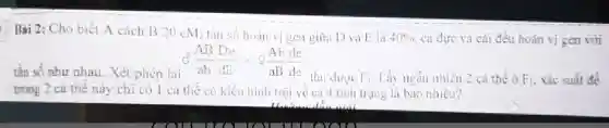 C Bài 2: Cho biết A cách B 20 cM; tần số hoàn vi gen giữa D và E là 40%  cà đực và cái đều hoàn vị gen với
(AB)/(ab)(De)/(dE)times Q(Ab)/(aB)(de)/(de)
tần số như nhau . Xét phép lai	thu hu dược F_(1) Lấy ngẫu nhiên 2 cá thể ở F_(1) xác suất để
trong 2 cá thê này chỉ có 1 cá thể có kiểu hình trội ve ca 4 tinh trạng là bao nhiêu?