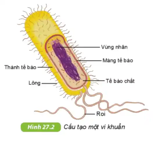 c
c
. Vùng nhân
Màng tế bào
Thành tế bào
Lông
- Tế bào chất
Roi
Hình 27.2 Cấu tạo một vi khuẩn