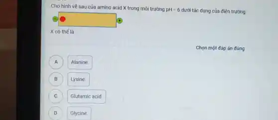 Cho hình vẽ sau của amino acid X trong môi trường pH=6 dưới tác dụng của điện trường:
square 
X có thể là
Chọn một đáp án đúng
A Alanine. A
B Lysine. B
Glutamic acid. C
D Glycine. D