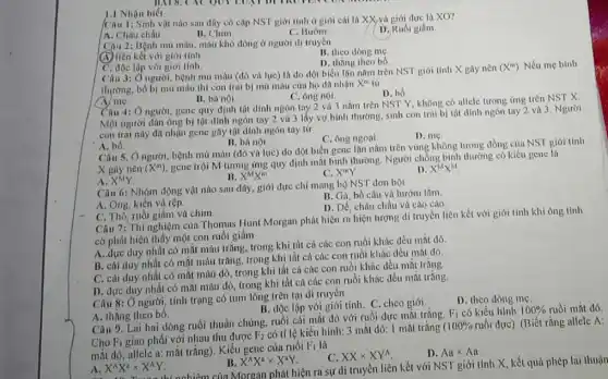 connected
1.1 Nhận biết
Câu 1: Sinh vật nào sau đây có cặp NST giới tính ở giới cái là XX và giới đực là XO?
A. Châu chấu.
B. Chim
C. Buróm
D. Ruồi giâm.
Câu 2: Bệnh mù màu, máu khó đông ở người di truyền
B. theo dòng mẹ.
(A) liền kết với giới tính
C. độc lập với giới tính.
D. thǎng theo bo.
Ciu 3: Ở người, bệnh mù màu (đỏ và lục) là do đột biến lận nằm trèn NST giới tính X gây nên
(X^m) Nếu mẹ bình
thường, bố bị mù màu thì con trai bị mù màu của họ đã nhận
X^m từ
D. bó
( N/mC.
B. bà nội
C. ông nội
Câu 4: Ở người gene quy định tật dinh ngón tay 2 và 3 nằm trên NST Y, không có allele tương ứng trên NST X.
Một người đàn ông bị tật dính ngón tay 2 và 3 lấy vợ bình thường, sinh con trai bị tật dính ngón tay 2 và 3 . Người
con trai nily dil nhận gene gây tật dính ngón tay từ
C. ông ngoai.
D. me
A. bố
B. bà nội
Câu 5. Ô người bệnh mù màu (đỏ và lục) do đột biến gene lần nằm trên vùng không tương đồng của NST giới tính
X gây nên (X^m)
gene trội M tương ứng quy định mất bình thường. Người chồng bình thường có kiểu gene là
B. X^MX^m
C. X^mY
D. X^MX^M
A. X^MY
Câu 6: Nhóm động vật nào sau đây giới đực chỉ mang bộ NST đơn bội
B. Gà, bồ câu và bướm tǎm.
A. Ong, kiến và rệp.
D. Dể, châu chấu và cào cào
C. Thổ, ruồi giấm và chim
Câu 7: Thí nghiệm của Thomas Hunt Morgan phát hiện ra hiện tượng di truyền liên kết với giới tính khi ông tình
cờ phát hiện thấy một con ruồi giấm
A. dực duy nhất có mắt màu trắng, trong khi tất cả các con ruồi khác đều mắt đỏ
B. cái duy nhật có mắt màu trắng trong khi tất cả các con ruồi khác đều mắt đỏ
C. cái duy nhất có mắt màu đỏ trong khi tất cả các con ruồi khác đều mắt trǎng
D. đực duy nhất có mắt màu đỏ,trong khi tất cả các con ruồi khác dều mắt trắng.
Câu 8: Ở người, tính trạng có túm lông trên tại di truyền
D. theo dòng mẹ.
B. độc lập với giới tính. C. chéo giới
A. thằng theo bố.
Câu 9. Lai hai dòng ruồi thuần chủng.ruồi cái mắt đỏ với ruồi đực mặt trắng.
F_(1) có kiểu hình 100%  ruồi mắt đỏ.
Cho Fi giao phối với nhau thu được
F_(2)
có tỉ lệ kiểu hình:3 mắt dò: 1 mắt trắng (100%  ruồi đực). (Biết rằng allele A:
mắt đó; allele a:mắt trắng). Kiểu gene của ruồi
F_(1) là
XXtimes XY^A
D. Aatimes Aa.
A X^AX^atimes X^AY
B. X^AX^atimes X^aY
hiệm của Morgan phát hiện ra sự di truyền liên kết với NST giới tính X, kết quả phép lai thuận