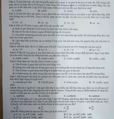 Câu 1. Ở một loài thực vật, khi trong kiểu gene có cả gene A và gene B thì hoa có màu đỏ. Nếu trong kiểu
gene chi có A hoặc chỉ có B thì hoa có màu vàng. Nếu không có gene A và B thì hoa có màu trắng. Hai cặp
gene Aa và Bb nǎm trên 2 cặp NST khác nhau. Kiểu gen nào sau đây quy định hoa vàng?
A. AABB.
B. AaBB.
C. AAbb.
D. aabb.
Câu 2. Ở một loài thực vật, allele A quy định thân cao trội hoàn toàn so với allele a quy định thân thấp. Biết
rằng không xảy ra đột biến. Theo lí thuyết, phép lai nào sau đây cho đời con có cà cây thân cao và cây thân
thấp?
A.AA aa.
B. Aa Aa.
C.Aa AA.
D.aa aa.
Câu 3. Khi nói về hoán vị gene , phát biểu nào sau đây sai?
A. Hoán vị gen đàm bảo sự di truyền ổn định của từng nhóm tính trạng.
B. Cǎn cứ vào tần số hoán vị gene để thiết lập bản đồ di truyền.
C. Các allele tương ứng của một gene trao đổi vị trí cho nhau trên cặp nhiễm sắc thể tương đồng làm xuất
hiện các tổ hợp gene mới
D. Làm tǎng biến dị tổ hợp, tạo ra những tổ hợp gene liên kết mới cung cấp nguyên liệu cho tiến hóa và
chọn giống
Câu 4. Một loài thực vật có 12 nhóm gene liên kết.Theo lí thuyết, bộ NST lưỡng bội của loài này là
A. 2n=24
B. 2n=6
C. 2n=36
D. 2n=12
Câu 5. Ở đậu Hà Lan, gene A quy định thân cao, a quy định thân thấp., B quy định hạt màu vàng, b quy định
hạt màu xanh. Phép lai cho đồng loạt thân cao, hạt màu vàng là:
AaBBxaabb
B AABbxaabb
AAbbxaaBB
D. AABbtimes Aabb
Câu 6. Nhận định nào sau đây đúng về hoán vị gene ?
A. Tần số hoán vị gene luôn lớn hơn hoặc bằng 50% 
B. Không làm xuất hiện các tổ hợp gene mới, từ đó không dẫn tới tạo thành các tổ hợp kiểu hình mới.
C. Tần số hoán vị gene được tính bằng ti lệ phần trǎm các giao tử liên kết.
D. Là hiện tượng các allele tương ứng của một gene trao đổi vị trí cho nhau trên cặp NST tương đồng.
Câu 7. Khi Morgan tiến hành thí nghiệm cho ruồi giấm đực F_(1) thân xám, cánh dài lai phân tích, ông đã phát
hiện được hiện tượng di truyền nào?
A. Liên kết giới tính.
B. Liên kết gene.
C. Hoán vị gen.
D. Di truyền ngoài
nhân.
Câu 8. Màu đa ở người do 3 cặp gen nǎm trên 3 cặp nhiễm sắc thể khác nhau quy định, cứ có mỗi gen trội
trong kiểu gen thì tế bào tổng hợp nên một ít sắc tố mêlanin. Trong tế bào càng có nhiều mêlanin da càng đen.
Người có kiểu gen nào sau đây có màu da ít đen nhất?
A. AaBbDd.
B. AAbbdd
C. AABbDD
D. AaBBdd.
Câu 9. Ở ruồi giấm, xét 2 cặp gene trên cùng 1 cặp NST thường; alen B quy định thân xám trội hoàn toàn so
với alen b quy định thân đen; allen V quy định cánh dài trội hoàn toàn so với allen v quy định cánh cụt. Theo
lí thuyết, ruồi thân xám , cánh cụt thuần chủng có kiểu gene nào sau đây?
A. (bV)/(bV)
B. (bv)/(bv)
C. (BV)/(BV)
D. (Bv)/(Bv)
Câu 10. Những phép lai nào sau đây được gọi là lai phân tích?
A.P:Aa aa và P:AaBb AaBb.
B.P:Aa aa và P: Aabb aaBb.
C.P:Aa Aa và P: AaBb aabb.
D.P:Aa aa và P:AaBb aabb.