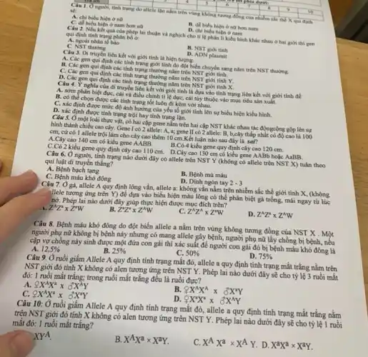 Câu 1. O người.
square 
square  square  square  sẽ:
tính
trạng do allele lần nằm trên vùng không square  square  square  square  square 
10
tương đồng của nhiễm sắc thể X qui định
A. chi biểu hiện ở nữ
C. dể biêu hiện ở nam hơn nữ
B. dê biểu hiện ở nữ hơn nam
D. chi biểu hiện ở nam
Câu 2. Nếu kết quả của phép lai thuận và nghịch cho ti lệ phân li kiểu hình khác nhau ở hai giới thì gen qui định tính trạng phân bố ở:
A. ngoài nhân tế bào
C. NST thường
B. NST giới tính
Câu 3. Di truyền liên kết với giới tính là hiện tượng.
D. ADN plasmit
A. Các gen qui định các tính trạng giới tính do đột biến chuyển sang nǎm trên NST thường.
B. Các gen qui định các tính trạng thường nǎm trên NST giới tính.
C. Các gen qui định các tính trạng thường nǎm trên NST giới tính Y.
D. Các gen qui định các tính trạng thường nǎm trên NST giới tính X.
kết với giới tính là đựa vào tính trạng liên kết với giới tính để
A. sớm phân biệt đực, cái và điều chỉnh tỉ lệ dực, cái tùy thuộc vào mục tiêu sản xuất.
B. có thề chọn được các tính trạng tốt luôn đi kèm với nhau.
C. xác định được mức độ ảnh hưởng của yếu tố giới tính lên sự biểu hiện kiểu hình.
D. xác định được tính trạng trội hay tính trạng lặn.
Câu 5. Ở một loài thực vật, có hai cặp gene nằm trên hai cặp NST khác nhau tác độngcộng gộp lên sự
hình thành chiều cao cây. Gene I có 2 allele: A,a; gene II có 2 allele: B, b,cây thấp nhật có độ cao là 100
cm, cứ có 1 allele trội làm cho cây cao thêm 10 cm.Kết luận nào sau đây là sai?
A.Cây cao 140 cm có kiểu gene AABB.
B.Có 4 kiểu gene quy định cây cao 120 cm.
C.Có 2 kiểu gene quy định cây cao 110 cm. D.Cây cao 130 cm có kiểu gene AABb hoặc AaBB.
Câu 6. Ở người tính trạng nào dưới đây có allele trên NST Y (không có allele trên NST X)tuân theo
qui luật di truyền thẳng?
A. Bệnh bạch tạng
C. Bệnh máu khó đông
B. Bệnh mù màu
D. Dinh ngón tay 2-3
Câu 7. Ở gà, allele A quy định lông vằn, allele a:không vằn nằm trên nhiễm sắc thể giới tính X, (không
=Hele tương ứng trên Y) để dựa vào biểu hiện màu lông có thể phân biệt gà trống, mái ngay từ lúc
nở. Phép lai nào dưới đây giúp thực hiện được mục đích trên?
Z^AZ^atimes Z^aW
Z^aZ^atimes Z^AW
Z^AZ^Atimes Z^aW
Z^AZ^atimes Z^AW
Câu 8. Bệnh máu khó đông do đột biến allele a nằm trên vùng không tương đồng của NST X . Một
người phụ nữ không bị bệnh này nhưng có mang allele gây bệnh,người phụ nữ lấy chồng bị bệnh, nếu
cặp vợ chồng này sinh được một đứa con gái thì xác suất để người con gái đó bị bệnh máu khó đông là
A. 12,5% 
B. 25% 
C. 50% 
D. 75% 
Câu 9. Ở ruồi giấm Allele A quy định tính trạng mắt đỏ, allele a quy định tính trạng mắt trắng nằm trên
NST giới đó tính X không có alen tương ứng trên NST Y. Phép lai nào dưới đây sẽ cho tỷ lệ 3 ruồi mắt
đỏ: 1 ruồi mắt trắng;trong ruồi mắt trắng đều là ruồi đực?
not (X)^AX^axdelta X^AY
not XX^AX^axdelta X^aY
not X^AX^Atimes delta X^aY
D. oint X^aX^atimes delta X^AY
Câu 10: Ở ruồi giấm Allele A quy định tính trạng mắt đỏ, allele a quy định tính trạng mắt trắng nằm
trên NST giới đó tính X không có alen tương ứng trên NST Y. Phép lai nào dưới đây sẽ cho tỷ lệ 1 ruồi
mắt đỏ: 1 ruồi mắt trǎng?
XYA
X^AX^atimes X^aY
C. X^AX^atimes X^AY D. X^aX^atimes X^aY