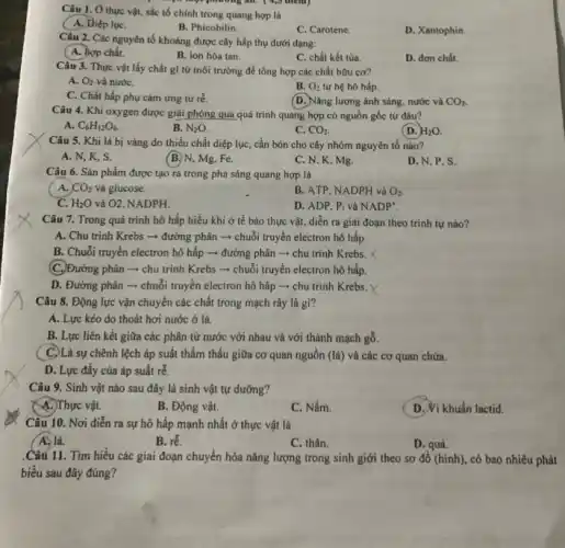 Câu 1. Ở thực vật, sắc tổ chính trong quang hợp là
? phương mn. ( 9,5 điểm)
A. Diệp lụC.
B. Phicobilin.
C. Carotene.
D. Xantophin.
Câu 2. Các nguyên tố khoảng được cây hấp thụ dưới dạng:
(A. hợp chất.
B. ion hòa tan.
C. chất kết tủa.
D. đơn chất.
Câu 3. Thực vật lấy chất gì từ môi trường để tổng hợp các chất hữu cơ?
A. O_(2) và nướC.
B. O_(2) từ hệ hô hấp
C. Chất hấp phụ cảm ứng tử rè.
(D. Nǎng lượng ánh sáng nước và CO_(2)
Câu 4. Khi oxygen được giải phóng qua quá trình quang hợp có nguồn gốc từ đâu?
A. C_(6)H_(12)O_(6)
B. N_(2)O
C. CO_(2)
(D. H_(2)O.
Câu 5. Khi lá bị vàng do thiếu chất diệp lục, cần bón cho cây nhóm nguyên tố nào?
A. N, K, S.
(B.) N, Mg, Fe.
C. N. K, Mg.
D. N.P.S.
Câu 6. Sản phẩm được tạo ra trong pha sáng quang hợp là
A. CO_(2) và glucose.
B. ATP. NADPH và O_(2)
C. H_(2)O và O2, NADPH.
D. ADP. P_(i) và NADP^+
Câu 7. Trong quá trình hô hấp hiểu khí ở tế bào thực vật, diễn ra giai đoạn theo trình tự nào?
A. Chu trình Krebs ­­­­→ đường phân -chuỗi truyền electron hô hấp.
B. Chuối truyền electron hô hấp ­­­­→ đường phân ­­­­→ chu trình Krebs.
(C.)Đường phân - chu trình Krebs = chuỗi truyền electron hô hấp.
D. Đường phân -chuỗi truyền electron hồ hấp ­­­­→ chu trình Krebs. X
Câu 8. Động lực vận chuyển các chất trong mạch rây là gi?
A. Lực kéo do thoát hơi nước ở lá.
B. Lực liên kết giữa các phân tử nước với nhau và với thành mạch gỗ.
( C)Là sự chênh lệch áp suất thẩm thấu giữa cơ quan nguồn (lá) và các cơ quan chứa.
D. Lực đẩy của áp suất rễ.
Câu 9. Sinh vật nào sau đây là sinh vật tự dưỡng?
A.)Thực vật.
B. Động vật.
C. Nấm.
D. Vi khuẩn lactid.
Câu 10. Nơi diễn ra sự hô hấp mạnh nhất ở thực vật là
A. lá.
B. rhat (e).
C. thân.
D. quả.
.Câu 11. Tìm hiểu các giai đoạn chuyển hóa nǎng lượng trong sinh giới theo sơ đô (hình), có bao nhiêu phát
biểu sau đây đủng?