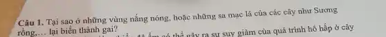 Câu 1. Tại sao ở những vùng nắng nóng, hoặc những sa mạc lá của các cây như Sương
rồng, __ lại biến thành gai?