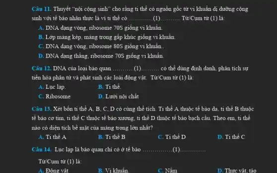 Câu 11. Thuyết "nội cộng sinh" cho rằng ti thể có nguồn gốc từ vi khuẩn dị dưỡng cộng
sinh với tế bào nhân thực là vi ti thể có __ __ Từ/Cụm từ (1) là:
A. DNA dạng vòng , ribosome 70S giống vi khuẩn.
B. Lớp mảng kép , màng trong gấp khúc giống vi khuẩn.
C. DNA dạng vòng , ribosome 80S giống vi khuẩn..
D. DNA dạng thǎng , ribosome 70S giống vi khuẩn.
Câu 12. DNA của loại bảo quan __ (1) __ có thể dùng định danh, phân tích sự
tiến hóa phân tử và phát sinh các loài động vật. Từ/Cụm từ (1) là:
A. Lục lạp.
B. Ti thể.
C. Ribosome
D. Lưới nội chất
Câu 13. Xét bốn ti thể A, B , C, D có củng thể tích. Ti thể A thuộc tế bào da, ti thể B thuộc
tế bào cơ tim , ti thể C thuộc tế bảo xương, ti thể D thuộc tế bảo bạch cầu. Theo em, ti thể
nào có diện tích bề mặt của mảng trong lớn nhất?
A. Ti thể A
B. Ti thể B
C. Ti thể D
D. Ti thể C
Câu 14. Lục lạp là bào quan chi có ở tế bào __ (1) __
Từ/Cụm từ (1) là:
A. Đông vật
B. Vi khuẩn
C. Nấm
D. Thực vật, tảo