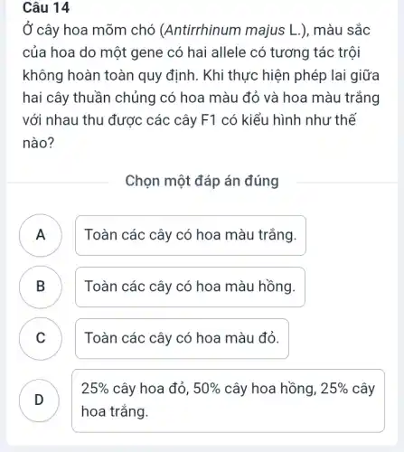 Câu 14
Ở cây hoa mõm chó (Antirrhinum majus L.), màu sắc
của hoa do một gene có hai allele có tương tác trội
không hoàn toàn quy định. Khi thực hiện phép lai giữa
hai cây thuần chủng có hoa màu đỏ và hoa màu trǎng
với nhau thu được các cây F1 có kiểu hình như thế
nào?
Chọn một đáp án đúng
A ) Toàn các cây có hoa màu trắng.
B Toàn các cây có hoa màu hồng. D
C Toàn các cây có hoa màu đỏ.
D
25%  cây hoa đỏ, 50%  cây hoa hồng, 25%  cây