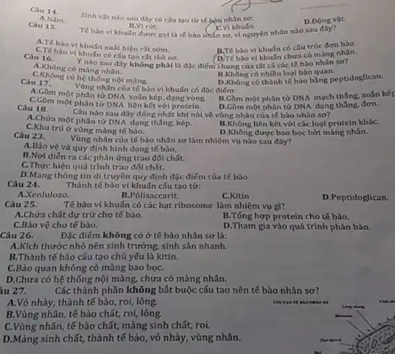 Câu 14.
Sinh vật nào sau đây có cấu tạo từ tế bàn nhân sơ:
A.Nǎm.
Câu 15.
Tế bào vi khuấn được gol là to bào nhân sơ, vì nguyên nhân nào sau đây?
B.Vi rút.
D.Động vật.
A.Tế bào vi khuấn xuất hiện rắt sớm.
B.Tế bào vi khuẩn có cấu trúc đơn bào.
C.Tế bào vi khuấn có cấu tạo rất thô sơ.
(D) Tế bào vi khuấn chưa có màng nhân.
Câu 16.
Ynào sau dây không phải là đặc điểm chung của tất cả các tế bào nhân sơ?
A.Không có màng nhân.
C.Không có hệ thóng nội màng.
B.Không có nhiều loại bào quan.
D.Không có thành tế bào bằng peptidoglican.
Câu 17.
Vùng nhân của tế bào vi khuấn có đặc điếm:
A.Gồm một phân tử DNA Xoàn kép, dạng vòng. B.Gồm một phân tử DNA mạch thẳng xoán kér
C.Gồm một phân tứ DNA liên kết với protein.
Câu 18.
D.Gồm một phân tử DNA dạng thẳng đơn.
Câu nào sau dây đúng nhất khi nói về vùng nhân của tế bào nhân sơ?
A.Chứa một phân tử DNA dạng thẳng, kép.
B.Không liên kết với các loại protein kháC.
C.Khu trú ở vùng màng tế bào.
D.Không được bao bọc bởi màng nhân.
Câu 23.
Vùng nhân của tế bào nhân sơ làm nhiệm vụ nào sau đây?
A.Bảo vệ và quy định hình dạng tế bào.
B.Nơi diến ra các phản ứng trao đối chất.
C.Thực hiện quá trình trao đối chất.
D.Mang thông tin di truyền quy định đặc điểm của tế bào
Câu 24.
Thành tế bào vi khuấn cấu tạo từ:
A.Xenlulozo.
B.Pôlisaccarit.
C.Kitin
D.Peptidoglican.
Câu 25.
Tế bào vi khuẩn có các hạt ribosome làm nhiệm vụ gl?
A.Chứa chất dự trữ cho tế bào.
B.Tổng hợp protein cho tế bào.
C.Bảo vệ cho tế bào.
D.Tham gia vào quá trình phân bào.
Câu 26.
Đặc điếm không có ở tế bào nhân sơ là:
A.Kích thước nhỏ nên sinh trưởng, sinh sản nhanh.
B.Thành tế bào cấu tạo chủ yếu là kítin.
......................................................................có màng bao bọC.
D.Chưa có hệ thống nội màng, chưa có màng nhân.
iu 27.	Các thành phần không bắt buộc cấu tạo nên tế bào nhân sơ?
A.Vỏ nhày, thành tế bào, roi, lông.
so
B.Vùng nhân, tế bào chất, roi, lông.
C.Vùng nhân, tế bào chất, màng sinh chất roi.
D.Màng sinh chất, thành tế bào, vỏ nhày , vùng nhân.