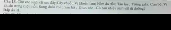 Câu 15. Cho các sinh vật sau đây:Cây chuối; Vi khuẩn lam;Nấm da đầu; Tảo lục; Trùng giày; Con bỏ; Vi
khuẩn trong ruột mỗi;Rong đuôi chó ; San hồ ; Giun, sán . Có bao nhiêu sinh vật dị dưỡng?
Đáp án là: