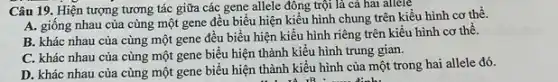 Câu 19. Hiện tượng tương tác giữa các gene allele đông trội là cả hai aliele
A. giống nhau của cùng một gene đều biểu hiện kiểu hình chung trên kiều hình cơ thể.
B. khác nhau của cùng một gene đều biểu hiện kiểu hình riêng trên kiểu hình cơ thể.
C. khác nhau của cùng một gene biểu hiện thành kiểu hình trung gian.
D. khác nhau của cùng một gene biểu hiện thành kiểu hình của một trong hai allele đó.