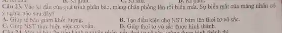 Câu 23. Vào kì đầu của quá trình phân bào, màng nhân phồng lên rồi biến mất. Sự biến mất của màng nhân có
ý nghĩa nào sau đây?
A. Giúp tế bào giàm khối lượng.
B. Tạo điều kiện cho NST bám lên thoi tơ vô sắC.
C. Giúp NST thực hiện việc co xoǎn.
They go shopping for lots of food and get presents ready and go shoppi
D. Giúp thoi tơ vô sắc được hình thành.