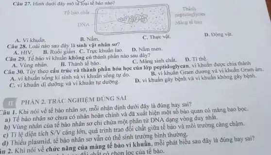 Câu 27.. Hình dưới đây mô tả loại tế bào nào?
Tế bào chất
Thành
peptidoglycan
Màng tế bào
A. Vi khuẩn.
B. Nấm.
C. Thực vật.
D. Động vật.
Câu 28 . Loài nào sau đây là sinh vật nhân sơ?
D. Nấm men.
A. HIV.
B. Ruồi giấm. C . Trực khuẩn lao.
Câu 29 . Tế bào vị khuẩn không có thành phân nào sau đây?
C. Màng sinh chất.
D. Ti thế.
A. Vùng nhân.
B . Thành tế bào.
Câu 30 . Tùy theo cấu trúc và thành phần hóa học của lớp peptidoglycan . vi khuân được chia thành
B. vi khuân Gram dương và vi khuân Gram âm.
A. vi khuẩn sống kí sinh và vị khuân sống tự do.
D. vi khuẩn gây bệnh và vi khuân không gây bệnh.
C. vi khuẩn dị dưỡng và vi khuân tự dưỡng.
Câu 1 . Khi nói về tế bào nhân sơ . môi nhận định dưới đây là đúng hay sai?
a) Tế bào nhân sơ chưa có nhân hoàn chỉnh và đã xuất hiện một sô bào quan có màng bao bọC.
b)Vùng nhân của tê bào nhân sơ chỉ chứa một phân tử DNA dạng vòng duy nhât.
c) Tỉ lệ diện tích
S/V
càng lớn , quá trình trao đôi chất giữa tê bào và môi trường càng chậm.
d)Thiếu plasmid tế bào nhân sơ vân có thể sinh trưởng bình thường.
II PHẢN 2 . TRẮC NGHIỆM ĐÚNG AI
iu 2 . Khi nói về chức nǎng của màng tế bào vị khuân . môi phát biểu sau đây là đúng hay sai?
11 ... đối chỗ t có chon loc của tế bào.