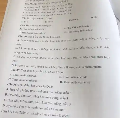 Câu 31: Đặc điểm lá kèm của cây Giối gǎng:
A. Lá kèm dài
4-5cm
rộng 0,3 - 07cm, có lông.
B. Lá kèm dài 5-7cm
rộng 0,5 - 0 scm, có lông.
C. Lá kèm dài 4-5cm, rộng
0,3-0,7cm
có gai.
D. Lá kèm dài 5-7cm
rộng 0,7 - 1 Ocm, có lông.
D. thịt
Câu 32: Cây Chò nâu có quả:
C. mọng
B. hạch
A. khô
Câu 33: Hoa của Sầu riêng là:
B. Hoa lưỡng tính mẫu 3
A. Hoa lưỡng tính mẫu 2
D. Hoa lưỡng tính mẫu 5
C. Hoa lưỡng tính mẫu 4
Câu 34: Đặc điểm của lá cây Long não:
A. Lá đơn mọc cách, lá kèm hình trái xoan đầu nhọn mặt lá bóng, mép lượn
sóng
B. Lá đơn mọc cách, không có lá kèm, hình trái xoan đầu nhọn, mặt lá nhẵn
bóng, mép lượn sóng
C. Lá đơn mọc cách, không có lá kèm, hình tim, mặt lá nhẵn bóng, mép lượn
sóng
D. Lá đơn mọc cách, không có lá kèm, hình trái xoan mặt lá nhám, phẳng.
Câu 35: Tên khoa học của cây Chiều liêu ổi:
A. Terminalia chebula
B. Terminalia chebula
C. Terminalia corticosa
D. Terminalia corticosa
Câu 36: Đặc điểm hoa của cây Quế:
A. Hoa đều, lưỡng tính, cánh hoa màu trắng, mẫu 3
B. Hoa đều, đơn tính, cánh hoa màu trắng, mẫu 3
C. Hoa đều, lưỡng tính, cánh hoa màu trǎng, mâu 5
D. Hoa đều, đơn tính, cánh hoa màu trǎng, mẫu 3
Câu 37: Cây Trôm có lá kép chân vịt mấy lá chét?