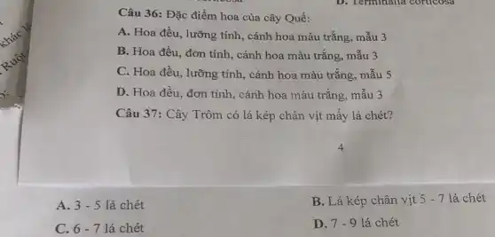 Câu 36: Đặc điểm hoa của cây Quế:
A. Hoa đều, lưỡng tính, cánh hoa màu trắng, mẫu 3
B. Hoa đều, đơn tính, cánh hoa màu trắng, mẫu 3
C. Hoa đều, lưỡng tính, cánh hoa màu trǎng, mẫu 5
D. Hoa đều, đơn tính, cánh hoa màu trǎng, mẫu 3
Câu 37: Cây Trôm có lá kép chân vịt mấy lá chét?
A. 3-5 lá chét
B. Lá kép chân vịt 5-7 lá chét
C. 6-7 lá chét
D. 7-9 lá chét