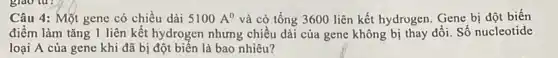 Câu 4: Một gene có chiều dài 5100A^0 và có tổng 3600 liên kết hydrogen. Gene bị đột biến
điểm làm tǎng 1 liên kết hydrogen nhưng chiều dài của gene không bị thay đổi. Số nucleotide
loại A của gene khi đã bị đột biến là bao nhiêu?