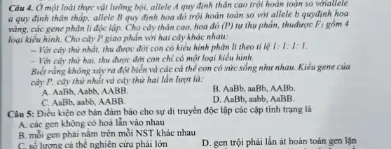 Câu 4. Ở một loài thực vật lưỡng bội, allele A quy định thân cao trội hoàn toàn so vớiallele
a quy định thân thấp; allele B quy định hoa đỏ trội hoàn toàn so với allele b quyđịnh hoa
vàng, các gene phân li độc lập.Cho cây thân cao hoa đỏ (P) tự thu phấn.thuđược F_(1) gồm 4
loại kiểu hình.Cho cây P giao phấn với hai cây khác nhau:
- Với cây thứ nhất.thu được đời con có kiểu hình phân li theo tỉ lệ
- Với cây thứ hai,thu được đời con chi có một loại kiểu hình.
Biết rằng không xảy ra đột biển và các cả thể con có sức sống như nhau. Kiểu gene của
cây P, cây thứ nhất và cây thử hai lần lượt là:
A. AaBb, Aabb AABB.
B. AaBb, aaBb AABb
C. AaBb, aabb AABB.
D. AaBb, aabb , AaBB.
Câu 5: Điều kiện cơ bản đảm bảo cho sự di truyên độc lập các cặp tính trạng là
A. các gen không có hoà lẫn vào nhau
B. mỗi gen phài nằm trên môi NST khác nhau
D. gen trội phải lấn át hoàn toàn gen lặn
C. số lương cá thế nghiên cứu phải lớn